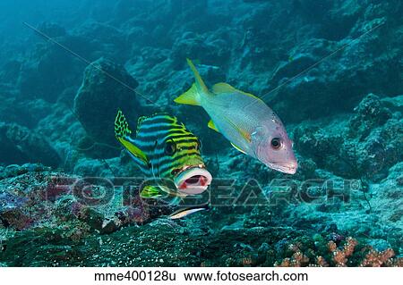 Oriental sweetlip and yellow snapper with a cleaner wrasse, Maldives. View Large Photo Image Stock Photograph - Oriental sweetlip and yellow snapper with a cleaner wrasse, Maldives.. Fotosearch