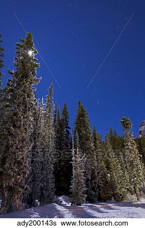 Orion constellation above winter pine trees in Alberta, Canada. View Large Photo Image Stock Photograph - Orion constellation above winter pine trees in Alberta, Canada.. Fotosearch