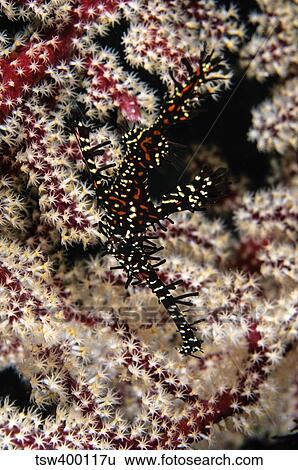 Ornate ghost pipefish, Fiji. View Large Photo Image Stock Photograph - Ornate ghost pipefish, Fiji.. Fotosearch