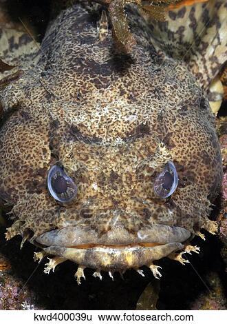 Oyster Toadfish, Atlantic Ocean. View Large Photo Image Stock Photograph - Oyster Toadfish, Atlantic Ocean.. Fotosearch