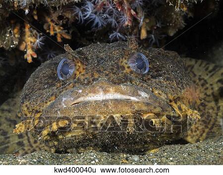 Oyster Toadfish, Atlantic Ocean. View Large Photo Image Stock Photograph - Oyster Toadfish, Atlantic Ocean.. Fotosearch