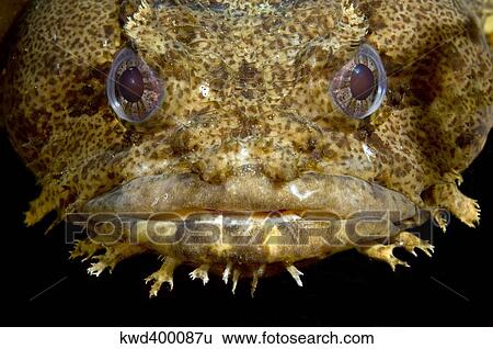 Stock Photograph - Oyster Toadfish, Atlantic Ocean.. Fotosearch