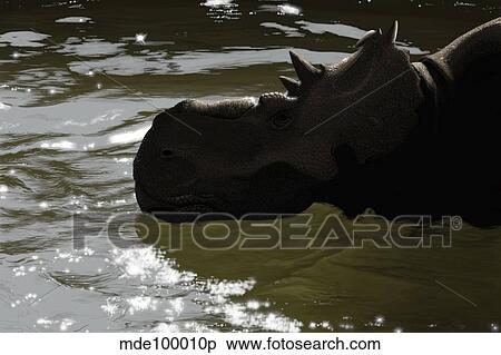 Pachyrhinosaurus dinosaur in a prehistoric lake. View Large Illustration Stock Illustration - Pachyrhinosaurus dinosaur in a prehistoric lake.. Fotosearch