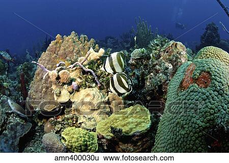 Pair of banded butterflyfish roaming the reef, Nassau, The Bahamas. View Large Photo Image Stock Photograph - Pair of banded butterflyfish roaming the reef, Nassau, The Bahamas.. Fotosearch