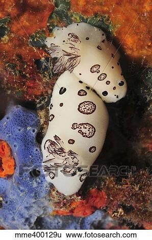 Stock Photograph - Pair of black and white Joruna funebris nudibranch, Indonesia.. Fotosearch