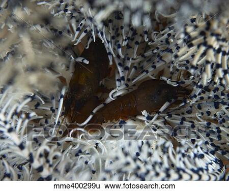 Pair of brown snapping shrimps on crinoid, Bali, Indonesia. View Large Photo Image Stock Photograph - Pair of brown snapping shrimps on crinoid, Bali, Indonesia.. Fotosearch