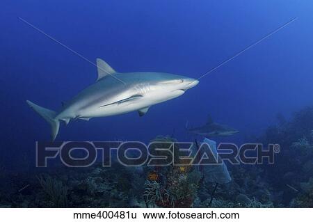 Pair of Caribbean reef sharks swimming along the reef, Cuba. View Large Photo Image Stock Photograph - Pair of Caribbean reef sharks swimming along the reef, Cuba.. Fotosearch