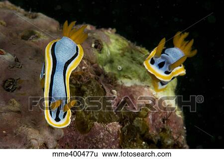 Stock Photograph - Pair of Chromodoris annae nudibranch on coral.. Fotosearch