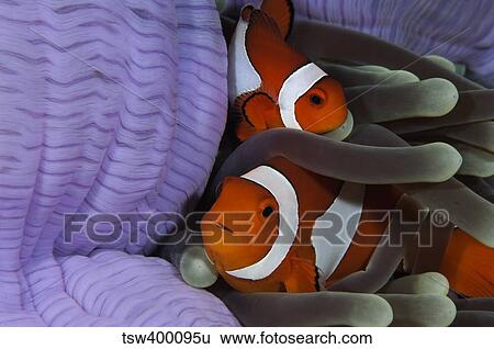 Pair of Clown Anemonefish, Indonesia. View Large Photo Image Stock Photograph - Pair of Clown Anemonefish, Indonesia.. Fotosearch