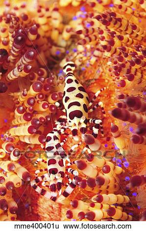 Pair of coleman shrimp on a red and yellow fire urchin, Bali, Indonesia. View Large Photo Image Stock Photograph - Pair of coleman shrimp on a red and yellow fire urchin, Bali, Indonesia.. Fotosearch