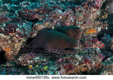 Stock Photograph - Pair of giant moray eels in hole with cleaner shrimp, Maldives.. Fotosearch