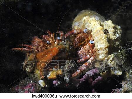 Pair of Hermit Crabs in the Atlantic Ocean. View Large Photo Image Stock Photograph - Pair of Hermit Crabs in the Atlantic Ocean.. Fotosearch