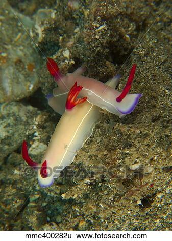 Stock Photograph - Pair of hypselodoris bullockii nudibranch, North Sulawesi.. Fotosearch