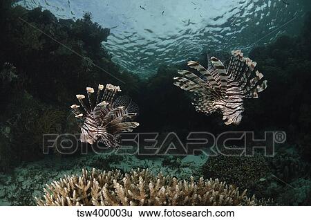 Pair of Lionfish, Indonesia. View Large Photo Image Stock Photograph - Pair of Lionfish, Indonesia.. Fotosearch