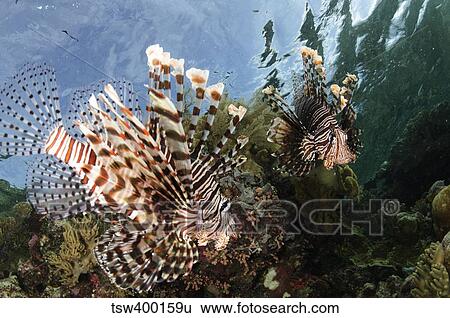 Pair of lionfish, Indonesia. View Large Photo Image Stock Photograph - Pair of lionfish, Indonesia.. Fotosearch