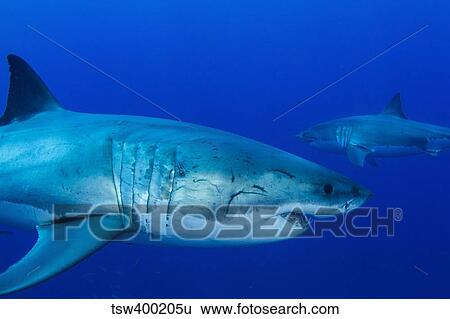Pair of male great white sharks, Guadalupe Island, Mexico. View Large Photo Image Stock Photograph - Pair of male great white sharks, Guadalupe Island, Mexico.. Fotosearch