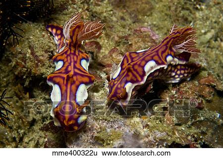 Pair of miamira magnifica nudibranch, Komodo, Indonesia. View Large Photo Image Stock Photograph - Pair of miamira magnifica nudibranch, Komodo, Indonesia.. Fotosearch
