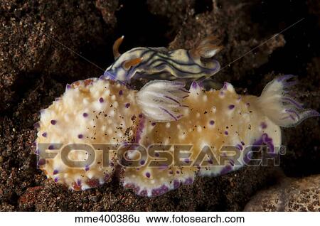 Pair of nudibranch sea slugs, Bali, Indonesia. View Large Photo Image Stock Photograph - Pair of nudibranch sea slugs, Bali, Indonesia.. Fotosearch