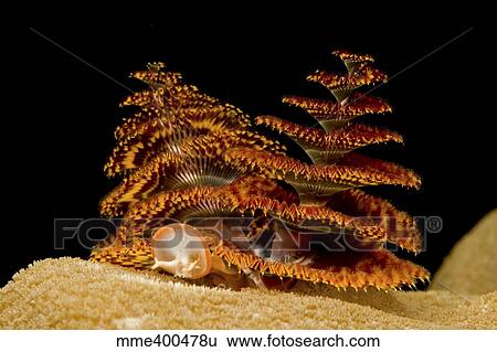Pair of orange and red christmas tree worms on top of hard coral. View Large Photo Image Stock Photograph - Pair of orange and red christmas tree worms on top of hard coral.. Fotosearch
