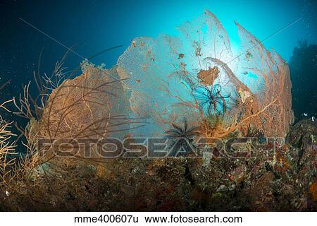 Pair of orange gorgonian sea fan and black crinoid star. View Large Photo Image Stock Photograph - Pair of orange gorgonian sea fan and black crinoid star.. Fotosearch