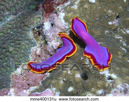 Pair of pink flatworms, Kalimantan, Indonesia. View Large Photo Image Stock Photograph - Pair of pink flatworms, Kalimantan, Indonesia.. Fotosearch