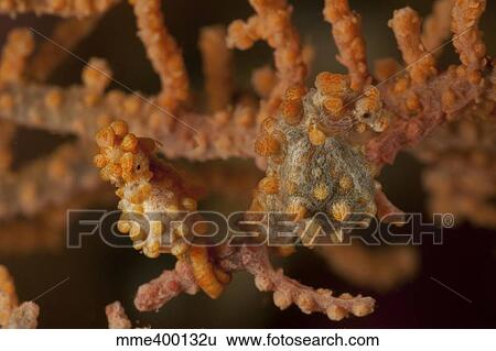 Pair of pregnant yellow bargibanti pygmy seahorse. View Large Photo Image Stock Photograph - Pair of pregnant yellow bargibanti pygmy seahorse.. Fotosearch