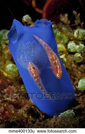 Stock Photograph - Pair of red gobies on blue tunicate with eggs, Bali, Indonesia.. Fotosearch