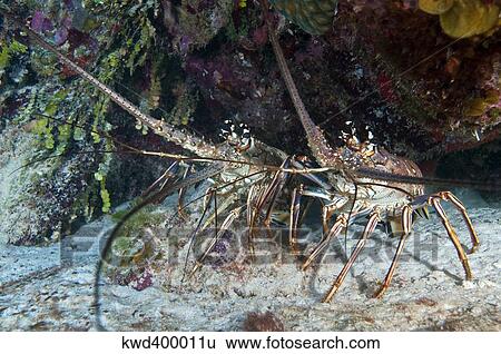Stock Photograph - Pair of Spiny Caribbean lobsters under overhang.. Fotosearch
