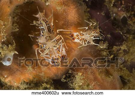 Pair of Tiger shrimp over orange sponge. View Large Photo Image Stock Photograph - Pair of Tiger shrimp over orange sponge.. Fotosearch
