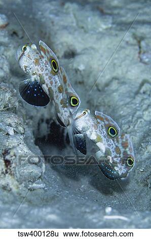 Pair of twinspot gobys, Australia. View Large Photo Image Stock Photograph - Pair of twinspot gobys, Australia.. Fotosearch