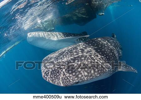 Stock Photograph - Pair of whale sharks barrelling their way through near the surface.. Fotosearch