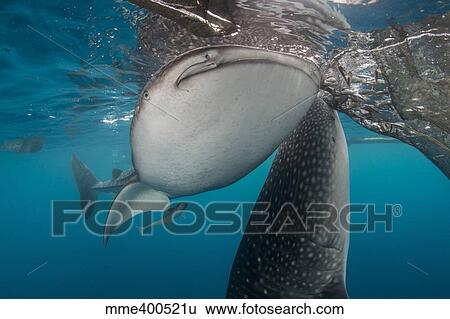 Pair of whale sharks coming up to siphon water from fishing nets near the surface. View Large Photo Image Stock Photograph - Pair of whale sharks coming up to siphon water from fishing nets near the surface.. Fotosearch