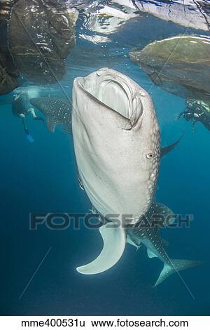 Stock Photograph - Pair of whale sharks coming up to siphon water from fishing nets near the surface.. Fotosearch