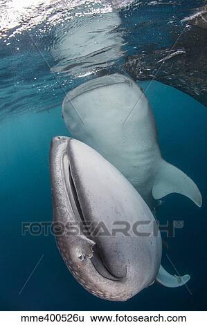 Pair of whale sharks in Cenderawasih Bay, West Papua, Indonesia. View Large Photo Image Stock Photograph - Pair of whale sharks in Cenderawasih Bay, West Papua, Indonesia.. Fotosearch