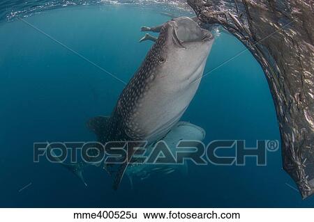 Pair of whale sharks sucking at fishing nets for scraps of fish. View Large Photo Image Stock Photograph - Pair of whale sharks sucking at fishing nets for scraps of fish.. Fotosearch