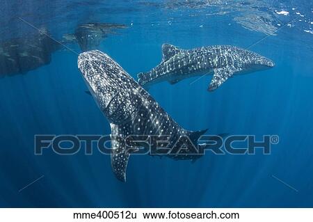 Pair of whale sharks swimming around near the surface. View Large Photo Image Stock Photograph - Pair of whale sharks swimming around near the surface.. Fotosearch
