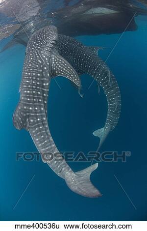 Stock Photograph - Pair of whale sharks swimming around near the surface under fishing nets.. Fotosearch