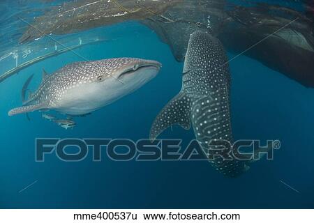 Pair of whale sharks swimming around near the surface under fishing nets. View Large Photo Image Stock Photograph - Pair of whale sharks swimming around near the surface under fishing nets.. Fotosearch