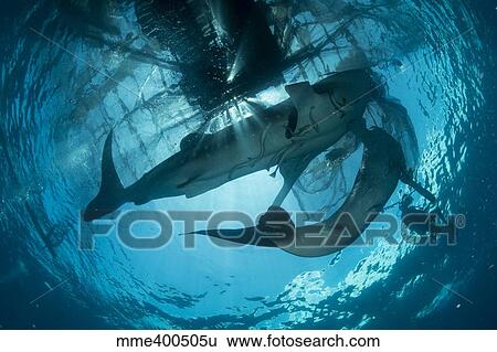 Stock Photograph - Pair of whale sharks swimming up to the surface, silhouetted against the sun.. Fotosearch