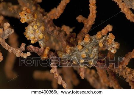 Pair of yellow pygmy seahorse, North Sulawesi. View Large Photo Image Stock Photograph - Pair of yellow pygmy seahorse, North Sulawesi.. Fotosearch