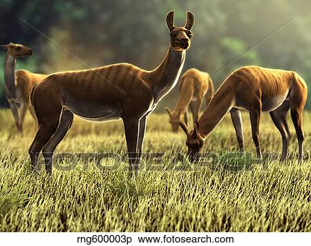 Palaeolama niedae, an extinct South American genus of llama camelid. View Large Illustration Stock Illustration - Palaeolama niedae, an extinct South American genus of llama camelid.. Fotosearch