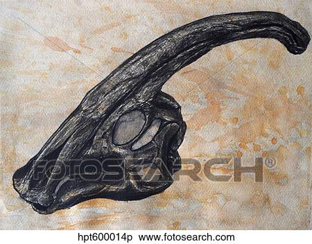 Parasaurolophus walkerii dinosaur skull. View Large Illustration Stock Illustration - Parasaurolophus walkerii dinosaur skull.. Fotosearch