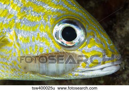Parasitic Isopod on Grunt, Belize. View Large Photo Image Stock Photograph - Parasitic Isopod on Grunt, Belize.. Fotosearch