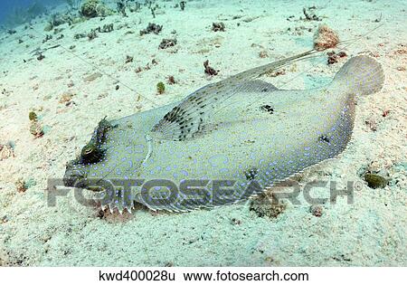 Peacock Flounder on sand on caribbean reef. View Large Photo Image Stock Photograph - Peacock Flounder on sand on caribbean reef.. Fotosearch