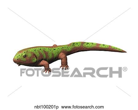 Pederpes is a tetrapod from the Early Carboniferous period. View Large Illustration Stock Illustration - Pederpes is a tetrapod from the Early Carboniferous period.. Fotosearch
