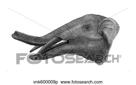 Pencil drawing of Gomphotherium. View Large Illustration Stock Illustration - Pencil drawing of Gomphotherium.. Fotosearch