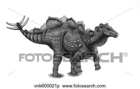 Pencil drawing of Wuerhosaurus homheni standing on its hind legs. View Large Illustration Stock Illustration - Pencil drawing of Wuerhosaurus homheni standing on its hind legs.. Fotosearch