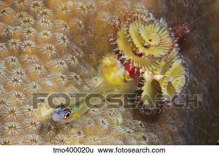 Peppermint Goby and Christmas tree worm on hard coral. View Large Photo Image Stock Photograph - Peppermint Goby and Christmas tree worm on hard coral.. Fotosearch