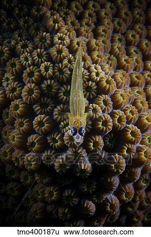 Peppermint Goby on coral. View Large Photo Image Stock Photograph - Peppermint Goby on coral.. Fotosearch