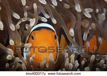 Percula Clownfish in its host anemone, Papua New Guinea. View Large Photo Image Stock Photograph - Percula Clownfish in its host anemone, Papua New Guinea.. Fotosearch